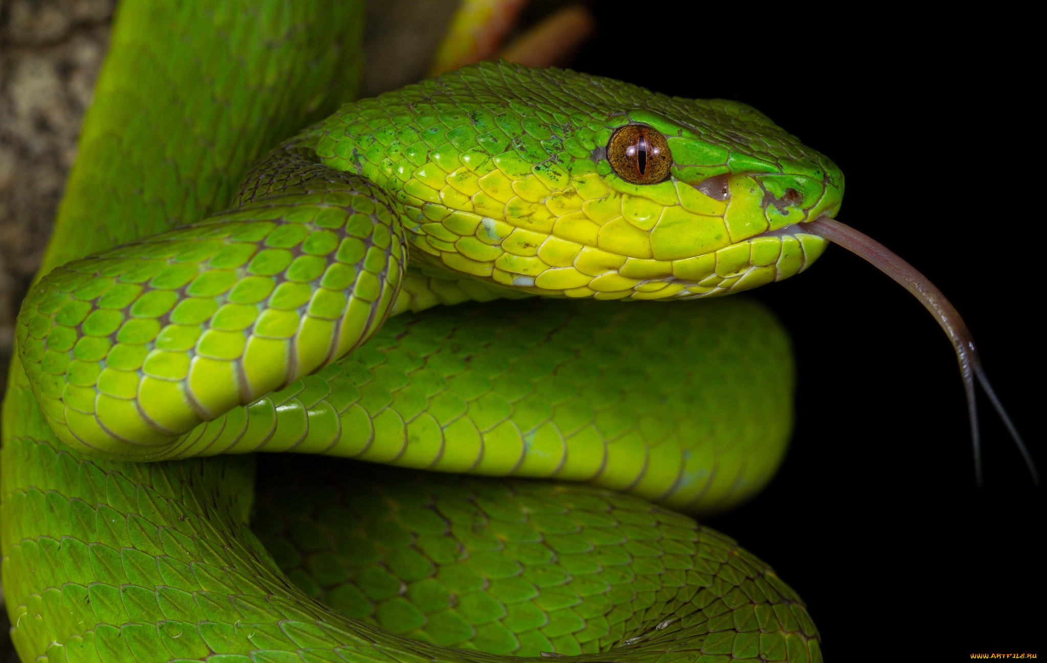 Куфия инсулярис. Trimeresurus insularis. Зеленая змея. Желто зеленая змея.